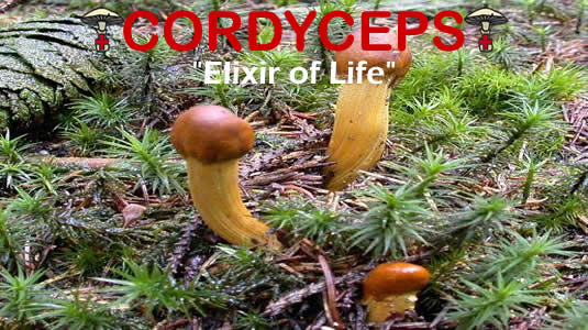Cordyceps Is The Elixir Of Life Medicinal Mushroom From MediMushrooms