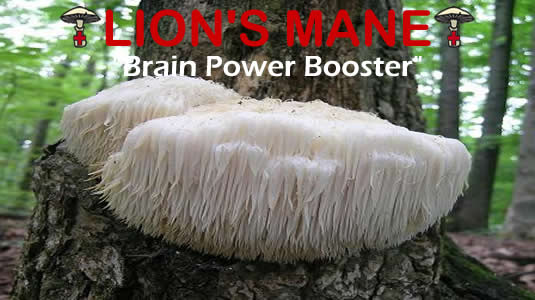 Lions Mane Is The Brain Power Booster Medicinal Mushroom From MediMushrooms