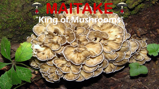 Maitake Is The King Of Medicinal Mushrooms From MediMushrooms