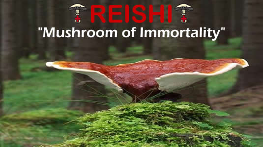 Reishi Is The Medicinal Mushroom Of Immortaility From MediMushrooms