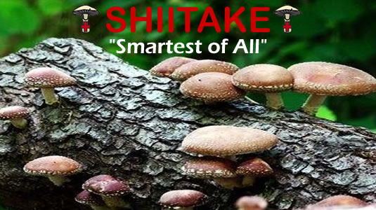 Shiitake Is The Smartest Of All Medicinal Mushrooms From MediMushrooms