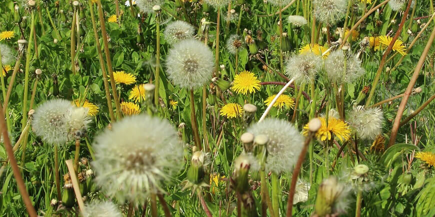 Allergies And Medicinal Mushrooms By Dr Alla Of MediMushrooms International Ltd In NZ