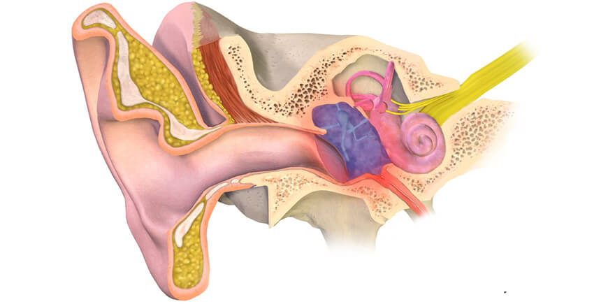 Ear infection & Medicinal Mushrooms