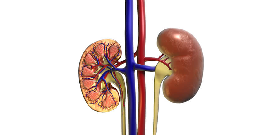 Kidney Disease And Medicinal Mushrooms By Dr Alla Of MediMushrooms International Ltd In NZ