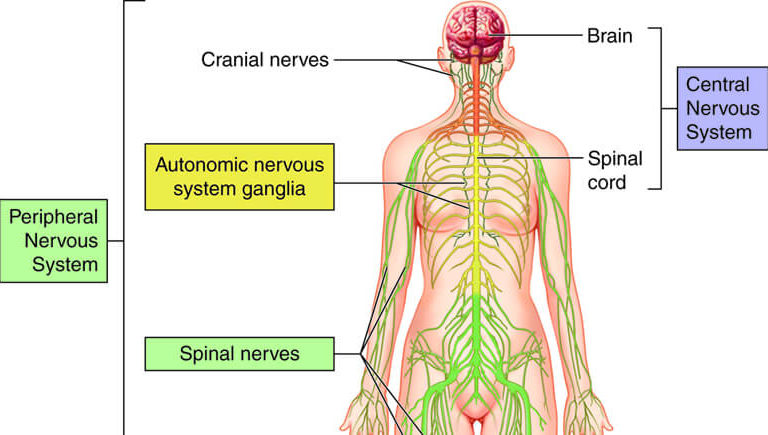 Neurological Disorders And Medicinal Mushrooms By Dr Alla Of MediMushrooms International Ltd In NZ