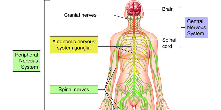 Neurological Disorders & Medicinal Mushrooms